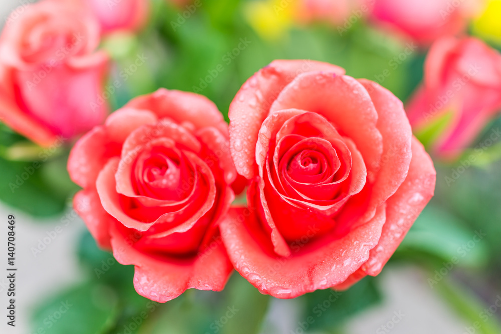 Macro closeup two orange red roses with water drops in garden Macro closeup two orange red roses with water drops in garden