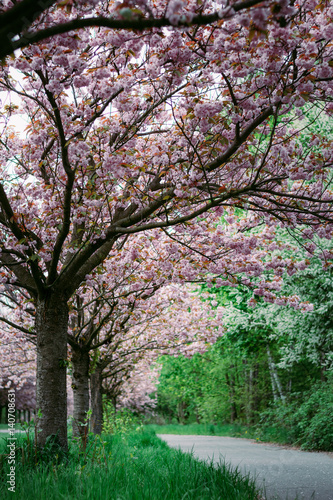 Japanese cherry blossoms