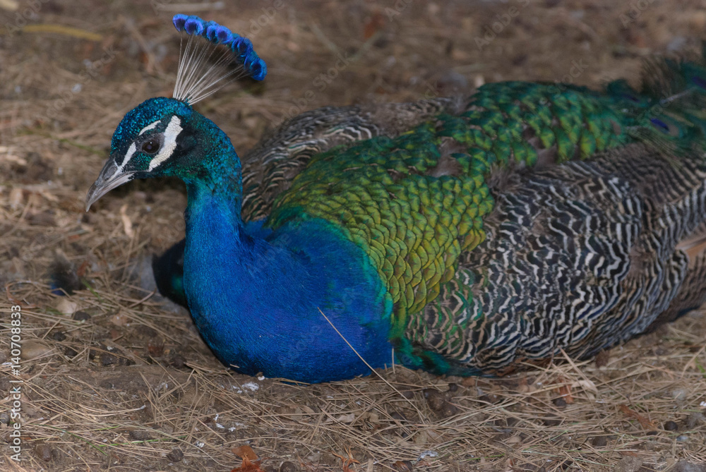 Obraz premium animal