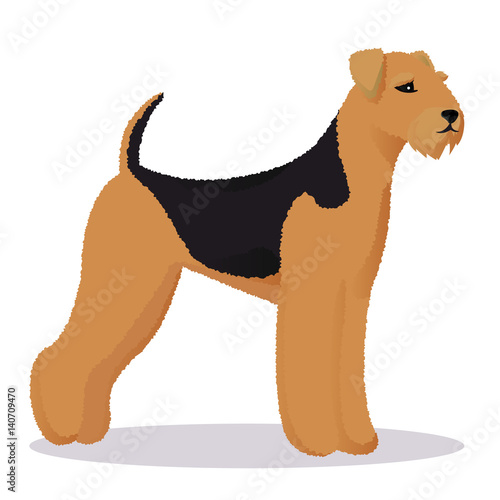 Airedale dog