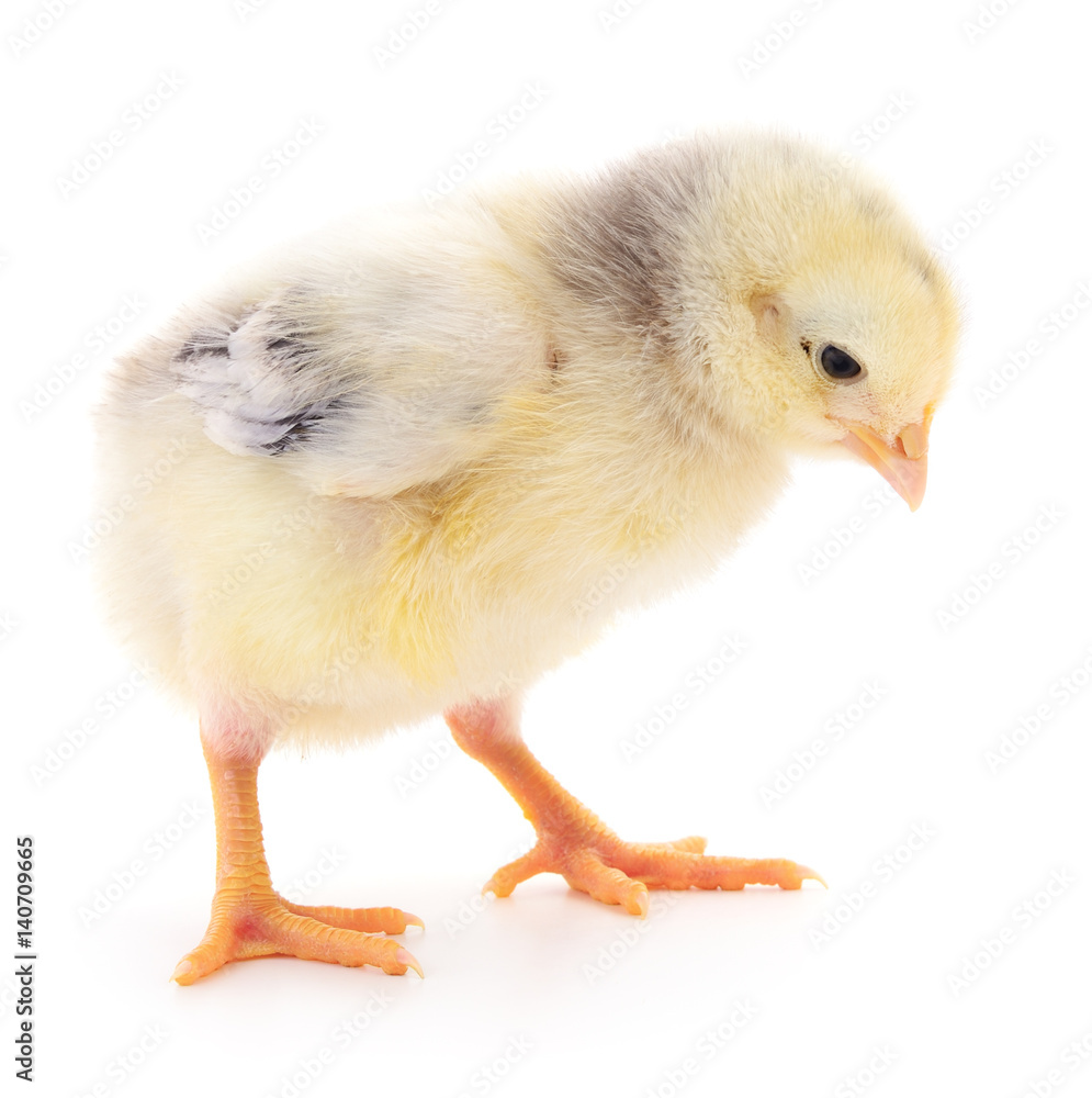 Fototapeta premium Small yellow chicken