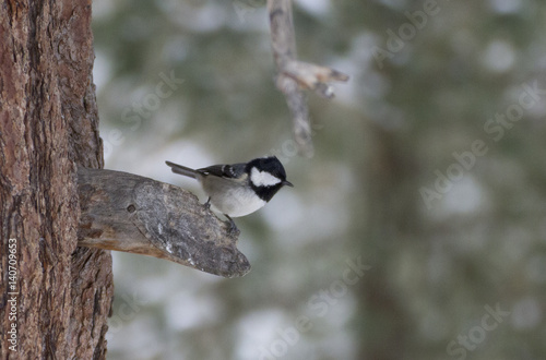 coal tit