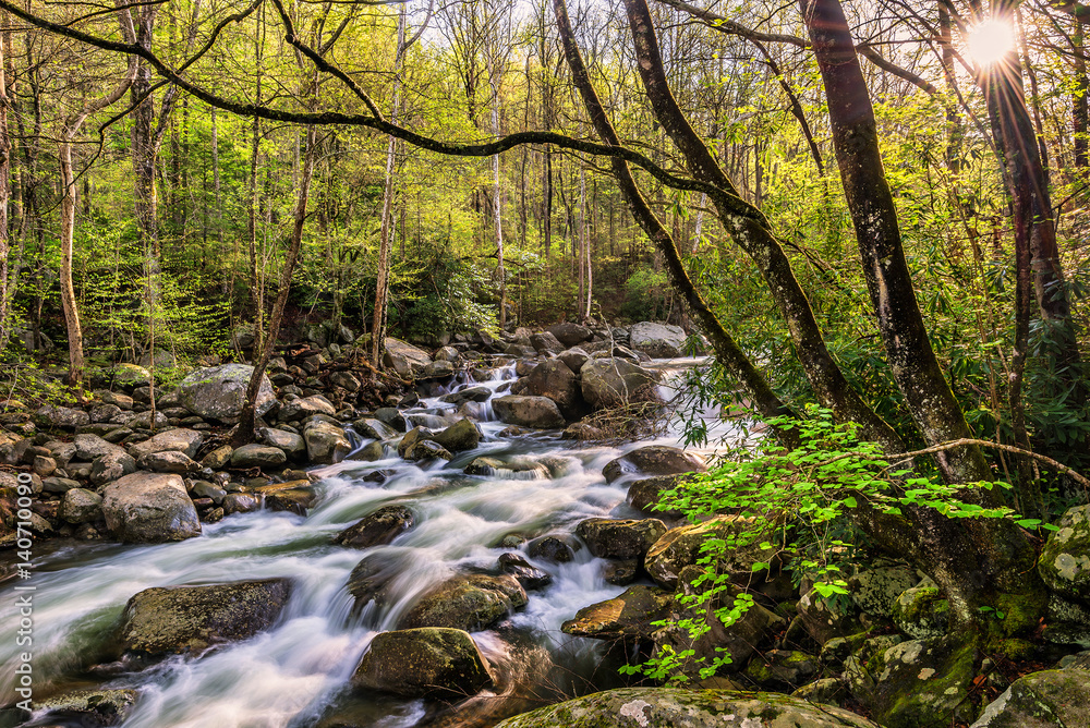 Spring greens and mountain stream, Great Smoky Mountains Tennessee Spring greens and mountain stream, Great Smoky Mountains Tennessee