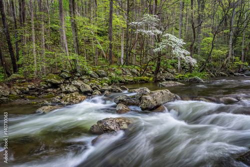 Spring foliage along the Little Pigeon River in the Great Smoky Mountains National Park