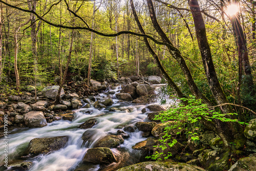 Spring greens and mountain stream  Great Smoky Mountains Tennessee