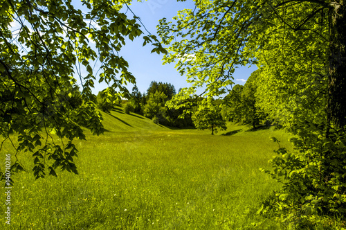 Saftig grüne Wiese, Slowenien, Nordslowenien