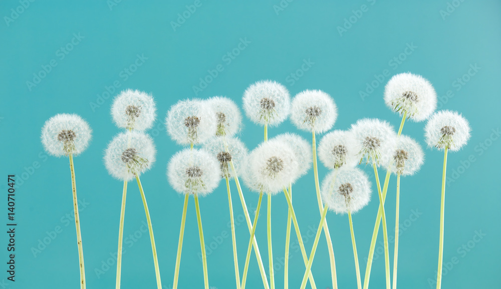 Obraz premium Dandelion flower on green color background, group objects on blank space backdrop, nature and spring season concept.