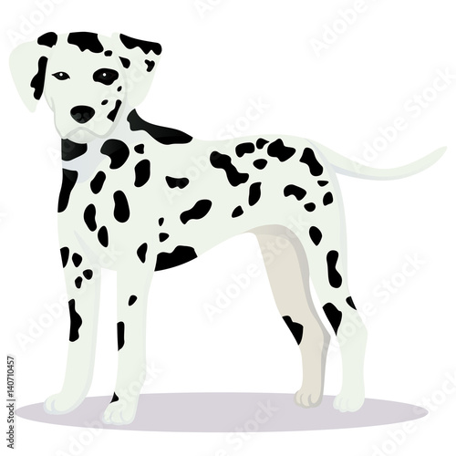 Dalmatian dog