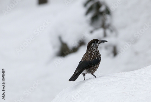 Spotted nutcracker photo