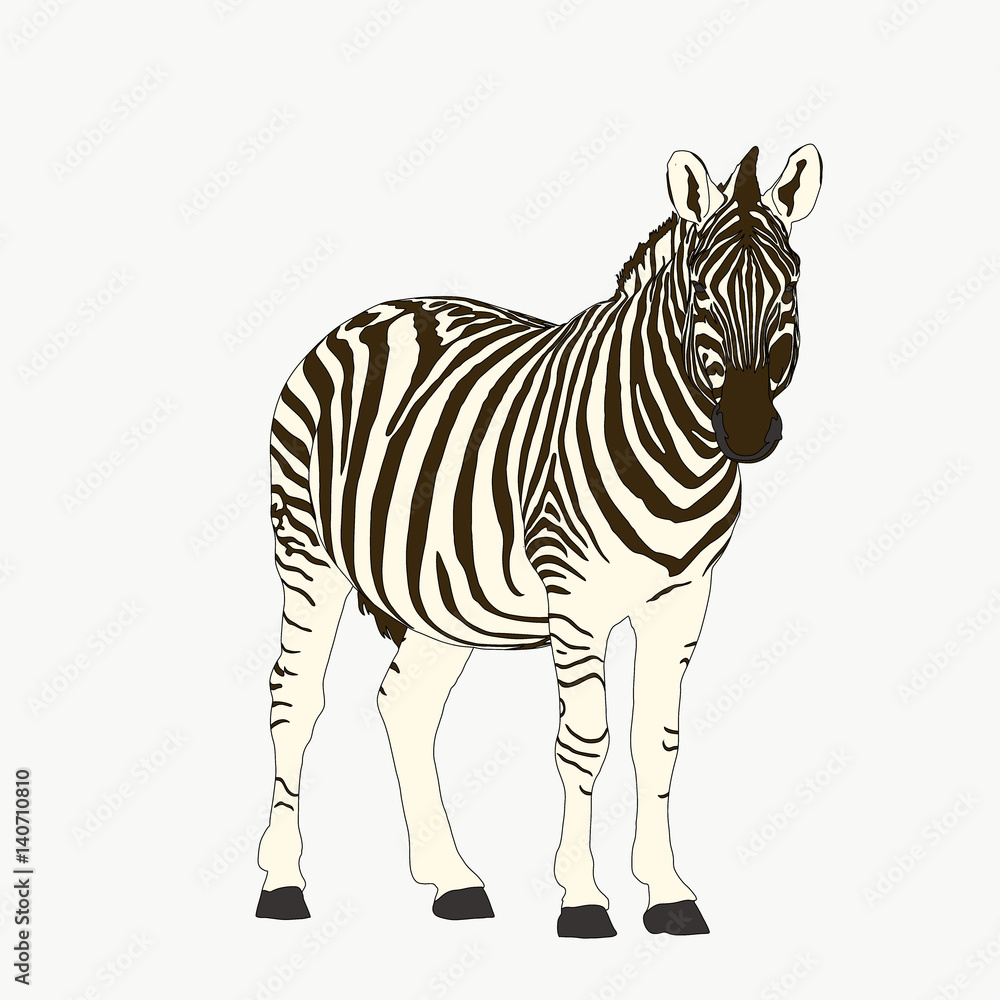 Portrait of a  Zebra, hand drawn vector illustration isolated on white background