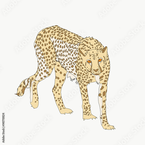 Portrait of a cheetah, hand drawn vector illustration isolated on white background