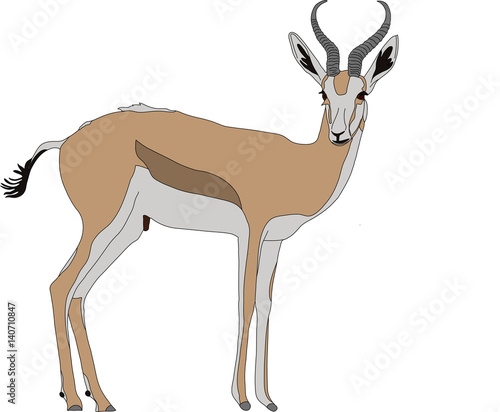 Portrait of a standing springbok, hand drawn vector illustration isolated on white background