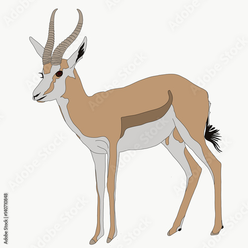 Portrait of a standing springbok, hand drawn vector illustration isolated on white background