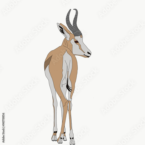 Portrait of a standing springbok, hand drawn vector illustration isolated on white background