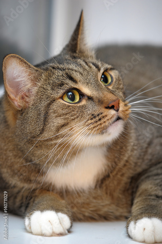 A curious pretty cat. The face of a pretty cat photo