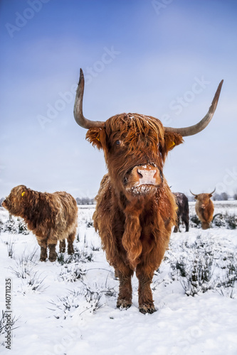 Scottish highlanders in a winter scenery