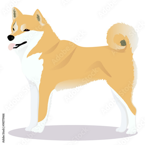 Shiba inu dog