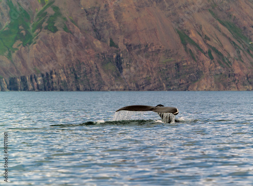 The tail of a whale over water photo