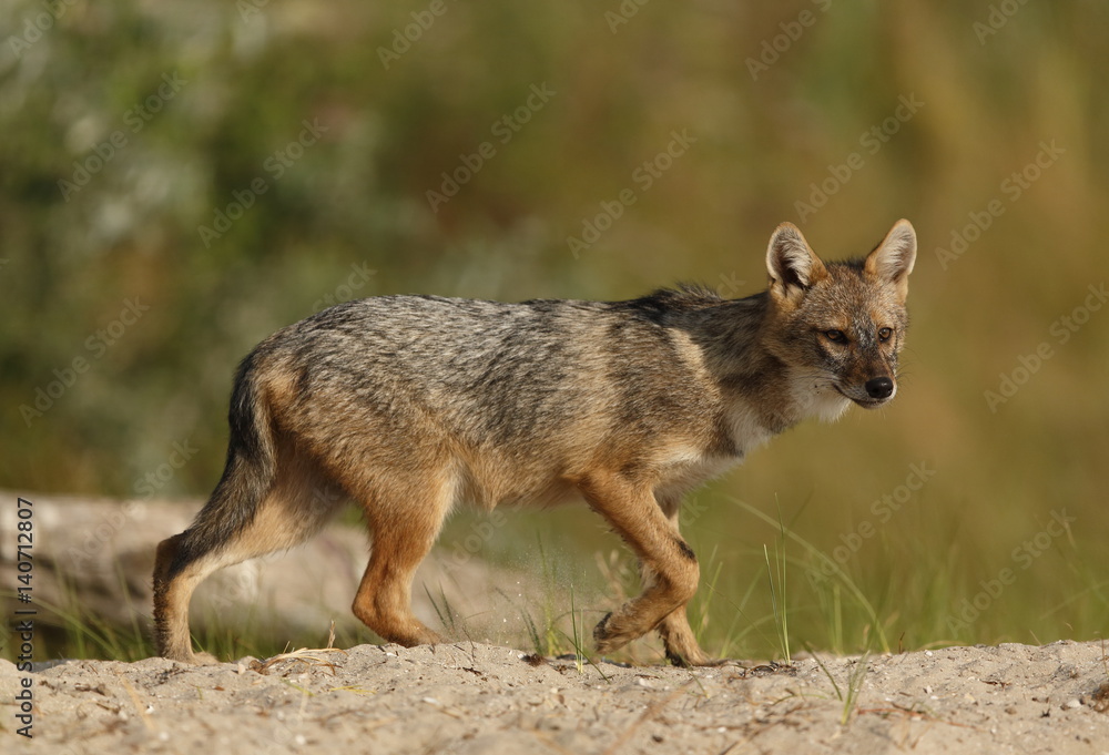 Fototapeta premium sciacallo dorato