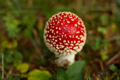Amanita Muscaria mushroom in its natural habitat