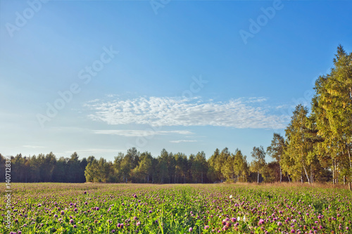 Wallpaper Mural Field of clover flowers Torontodigital.ca
