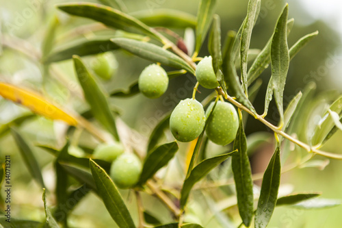 Wallpaper Mural Green olives on a tree Torontodigital.ca