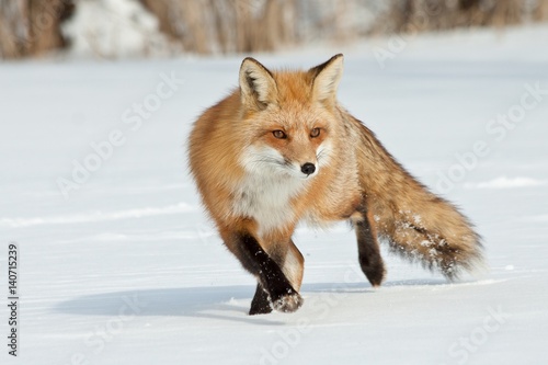 Photography Fox walking in the snow, Montreal, Quebec, Canada