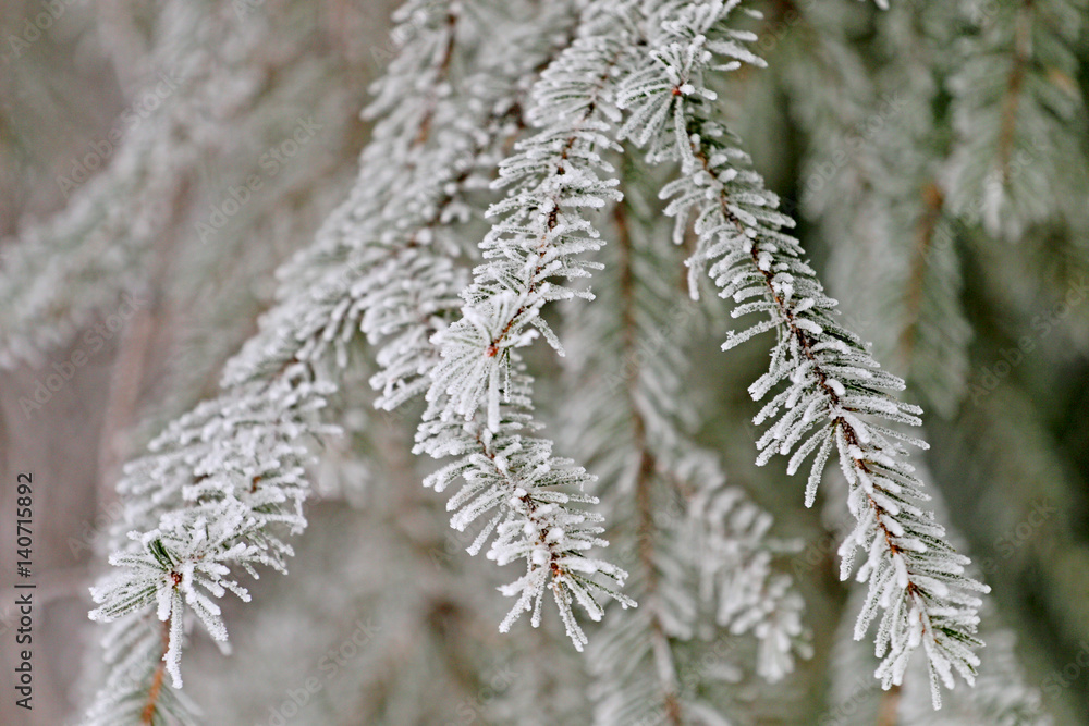 gift on the Christmas tree in winter, needles covered with frost and snow-covered snow in forest