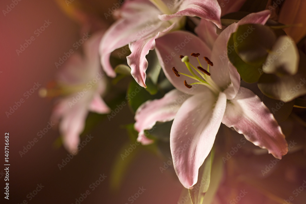 Pink lilies flowers in bouquet against dark background