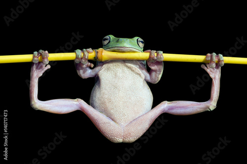 Dumpy frog doing gymnastics on a branch, Indonesia photo