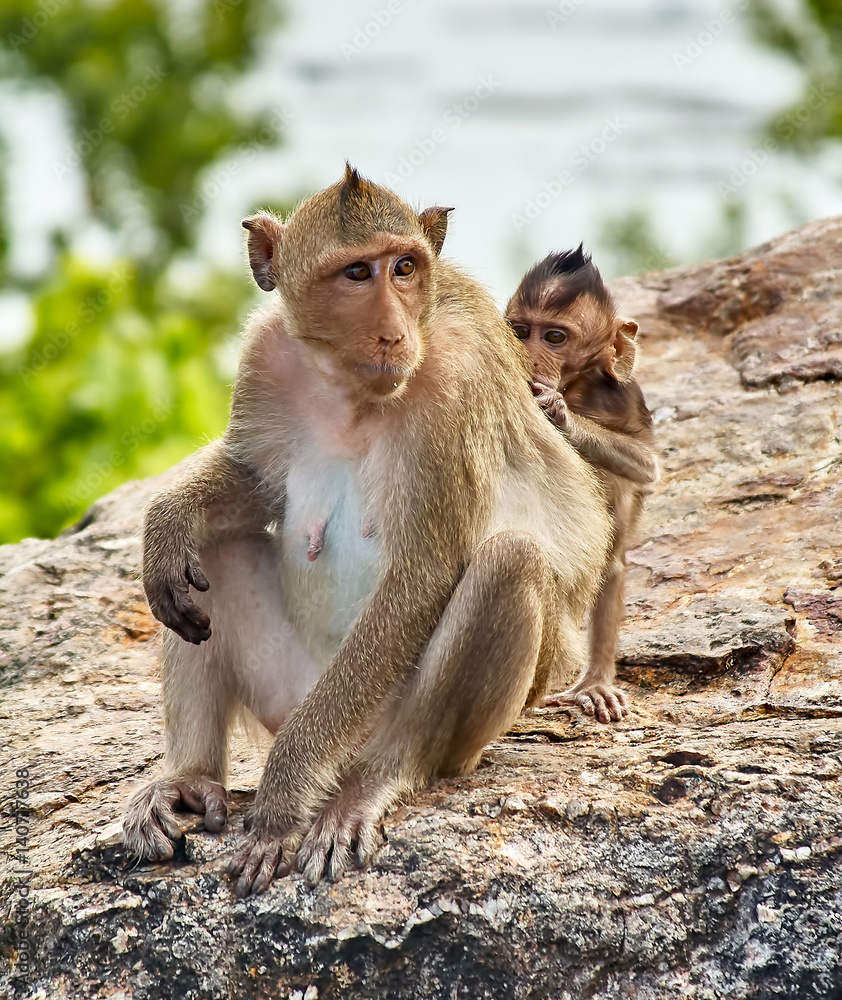 Fototapeta premium Monkey on the car is eating Thailand