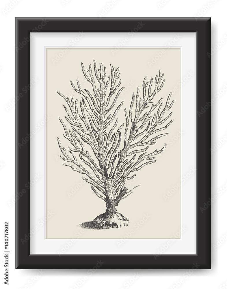 Fototapeta premium retro vector illustration: vintage drawing of a beautiful coral - sea / ocean themed poster or wall art or graphic design element for all summer / beach / diving related print projects