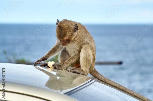 Monkey on the car is eating Thailand © Andrey