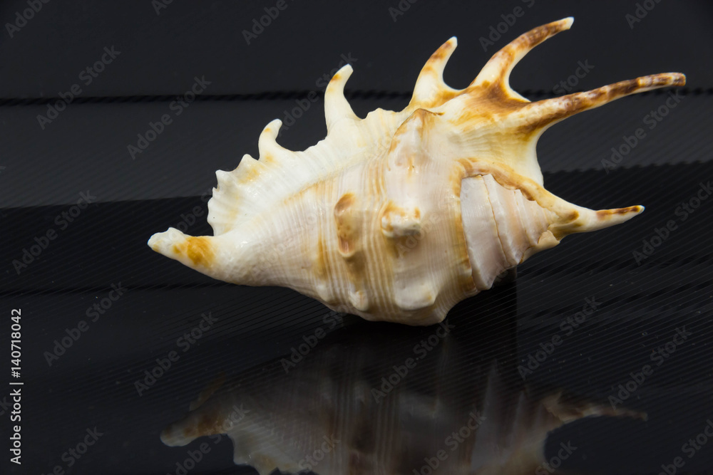 Beautiful sea shell on a black background Beautiful sea shell on a black background