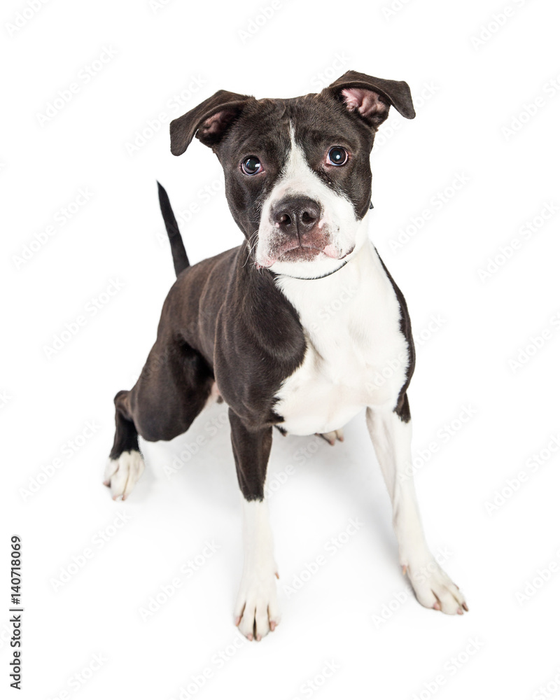 Attentive Boxer Mixed Breed Dog Over White