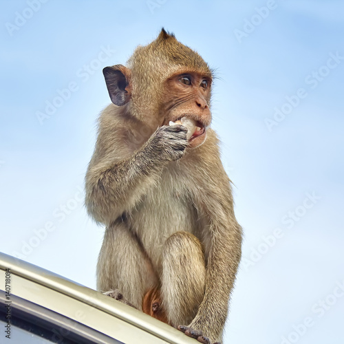 Monkey on the car is eating Thailand