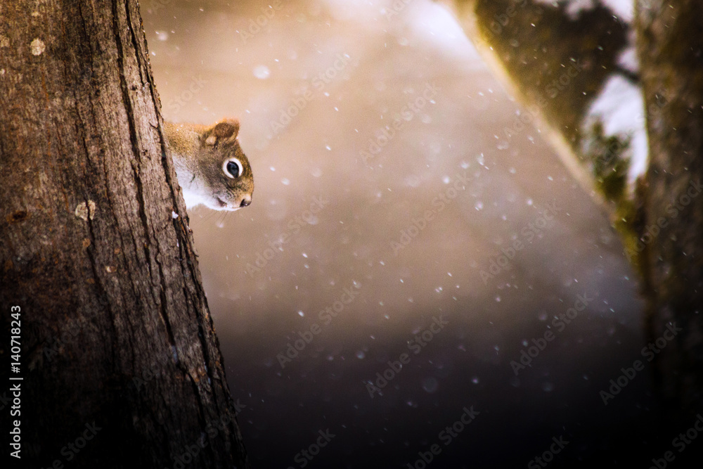 Squirrel in winter hiding behing tree Squirrel in winter hiding behing tree