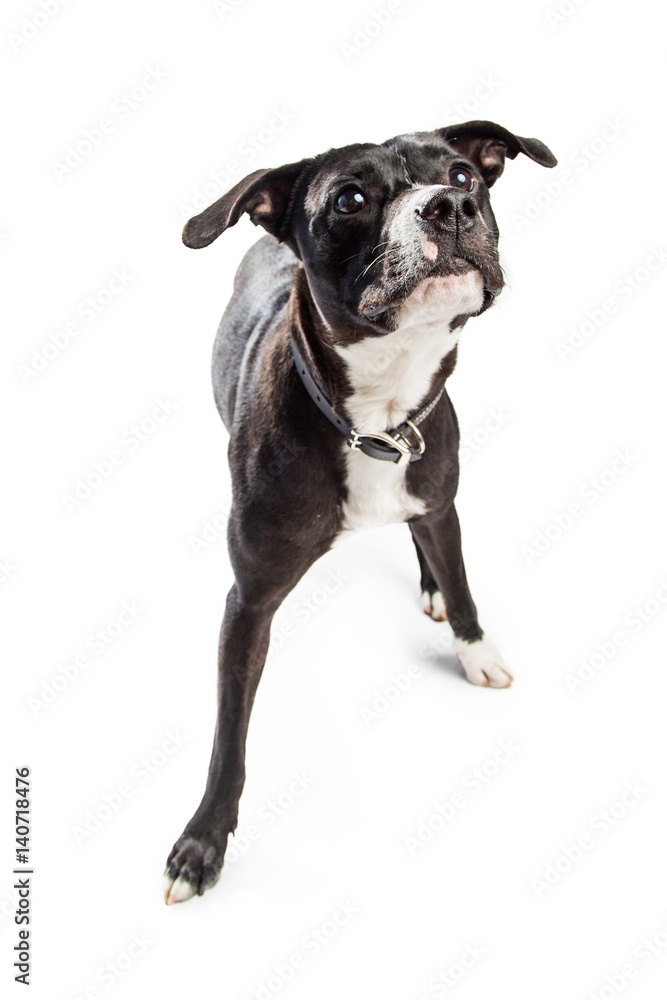 Curious Crossbreed Dog Sniffing Curious Crossbreed Dog Sniffing