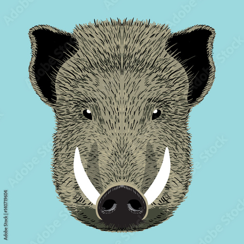 wild boar vector illustration