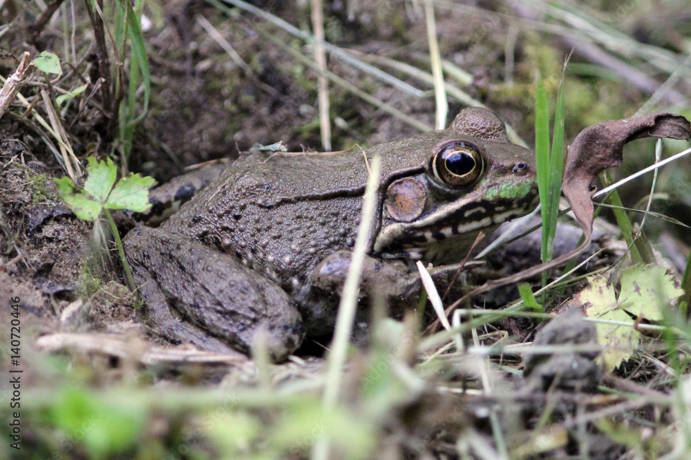 Fototapeta premium Frog