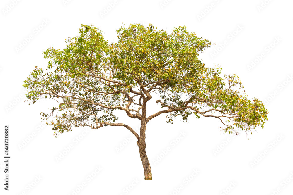 tree on white background tree on white background