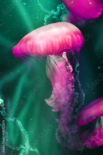 Magenta & Teal Jellyfish Sea Jelly photo