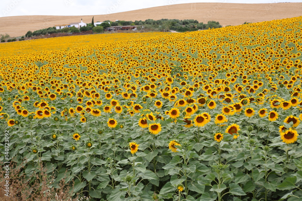 Fototapeta premium ひまわり畑 /Sunflower field, in Andalusia Spain