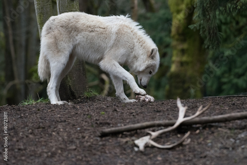 Wolf with prey photo