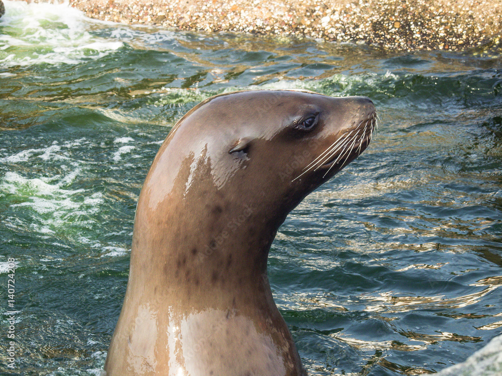 Naklejka premium Sea Lion at Dolfinarium in Harderwijk, NLD