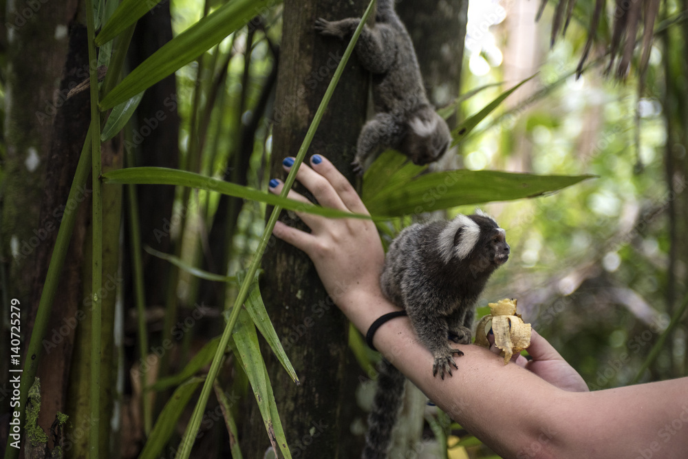 Naklejka premium Tourists feed macaques with bananas. Paraty, Rio de Janeiro state, Brazil