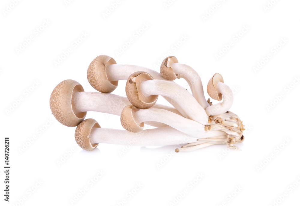 Fototapeta premium shimeji mushroom, brown beech mushroom on white background