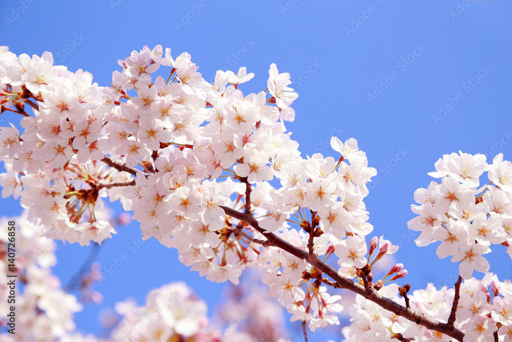 桜 桜