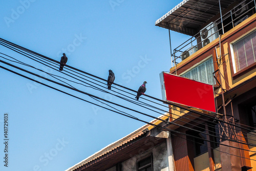 Pigeons sitting on wires with background building , flying