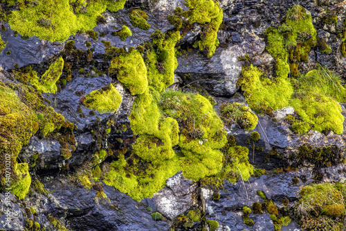 Abstract of moss on a rock wall.